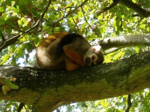 sommeil-singe